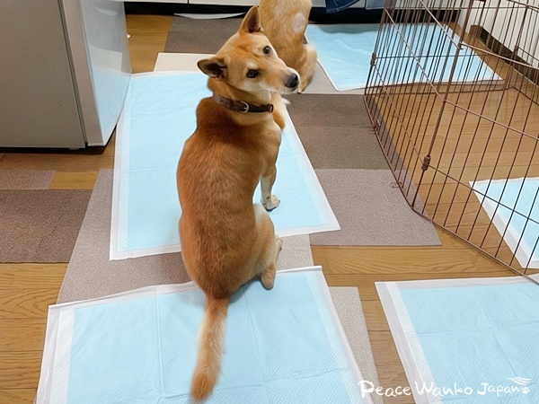 ワンだふるLIFE】先代犬を見送った里親さまの心を動かした「アグナ」の