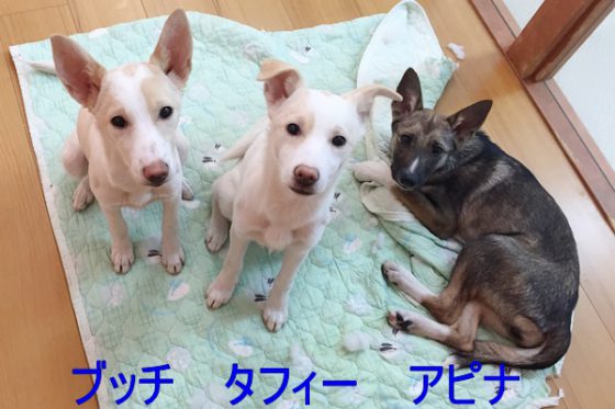 【譲渡会】2/3「定期譲渡会・こいぬ大集合」(岡山) 2 51361684b2e313508ae7fa70506e79fc 1 e1548820160833