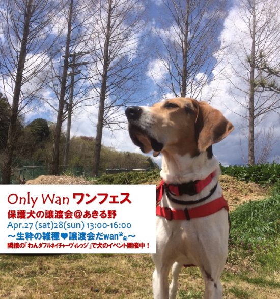 【譲渡会】4/27~28(土・日)「Only Wan ワンフェス」開催(あきる野) 1 a23e4ef942a47efeeea6d2ef09416a46 e1556168741549