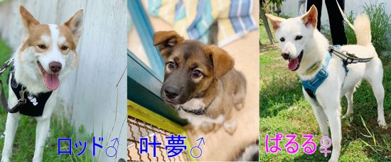 51361684b2e313508ae7fa70506e79fc 1 e1555643393219