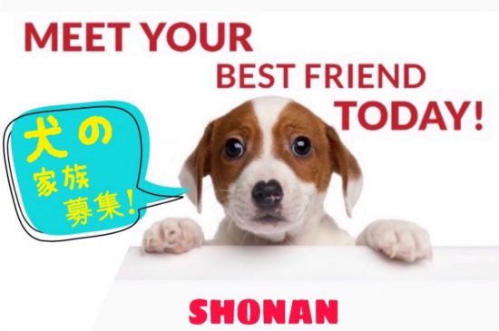 【譲渡会】4/14~4/20「☆Newcomer Debut☆ワンコ大集合!」(湘南) 1 a47a7a5187cb84efe6e78b1b48566e6e 3 e1554876610467