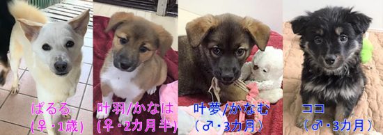 【譲渡会】4/14~4/20「☆Newcomer Debut☆ワンコ大集合!」(湘南) 2 b5708a46c12b17f1c3dddb671b332eb1 e1554877196294