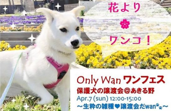 【譲渡会】4/7(日)「Only Wan ワンフェス」開催(あきる野) 1 b0f47288d52b90e3f7812325d85c2105 e1554284496960