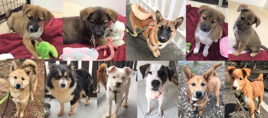 【譲渡会】4/7(日)、「みはら神明の里」と「庄原さくらフェスティバル」に参加(広島) 4 33c05a2fc95cf422834f953f48f8456d e1554281402704