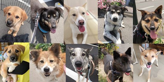 15031c224c90cb1a9aadf72ff5bbbb32 e1559288033973