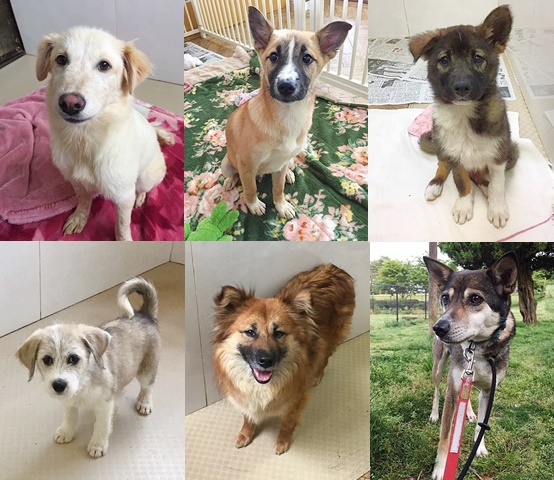 【譲渡会】6/2「ピースワンコ・ジャパン×愛犬ヴィレッジ」保護犬譲渡会開催(東京) 2 33c05a2fc95cf422834f953f48f8456d 1