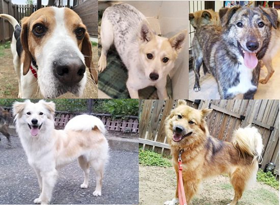 【譲渡会】6/2「Only Wan ワンフェス」開催(あきる野) 2 33c05a2fc95cf422834f953f48f8456d e1559196183506