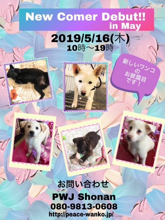 e55e41c78cd6a524ddf7a52f4077d096 e1557825966641