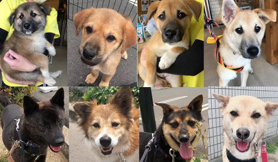 【譲渡会】5/12(日)「犬の譲渡会」開催(岡山@SoundCafe樂遊) 2 58c84b10d2890efb5e1f1008d12581d6 e1557414676956