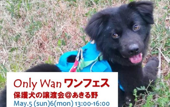 【譲渡会】5/5~6(日祝・月祝)「Only Wan ワンフェス」開催(あきる野) 1 b0f47288d52b90e3f7812325d85c2105 e1556716065323