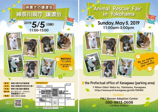 【譲渡会】5/5「神奈川県庁譲渡会」に参加(神奈川) 3 55b1cf172770802ddfc997b205535be3 e1556703101508