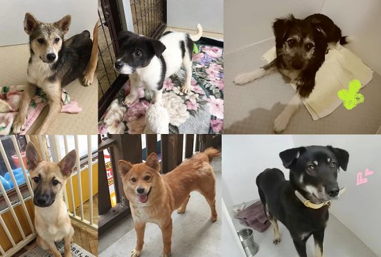 【譲渡会】6/16「第7回 足立区ワンコ譲渡会」開催(東京) 2 23e22465038a0d99a03b0453f2ca9332 e1560240579335
