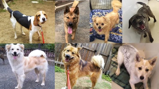 【譲渡会】6/16「第7回 足立区ワンコ譲渡会」開催(東京) 3 4882cefe54cb229b630fab3ae0fc3c4f e1560240609772