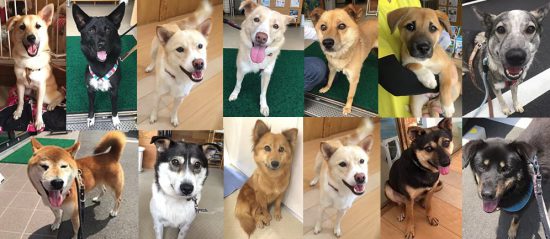 【譲渡会】7/28(日)「いぬねこ譲渡会」開催(福山) 2 33c05a2fc95cf422834f953f48f8456d 1 e1562833445163