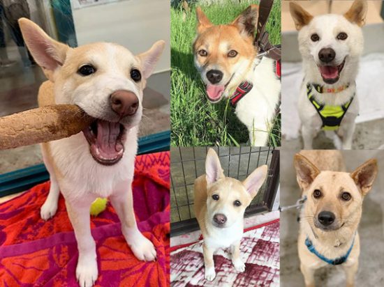 a1c68bf54886e5bee6dc6acdd330f231 e1561965161759