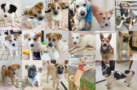 【譲渡会】7/17(水)「ワンコの譲渡会」開催(広島) 2 a660a532924959caf2fc8aa6e79a03ec e1561973296246