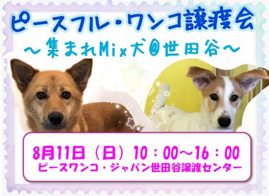 【譲渡会】8/11(日)「ピースフル・ワンコ譲渡会~集まれMix犬~」開催(世田谷) 1 43b7919acfa30aed2d8abd7e471ee6c1 e1565422048721