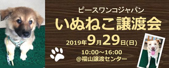 【譲渡会】9/29(日)「いぬねこ譲渡会」開催(福山) 1 1e4f1990b3e5d92ab30dac61daa20aef e1569489091891