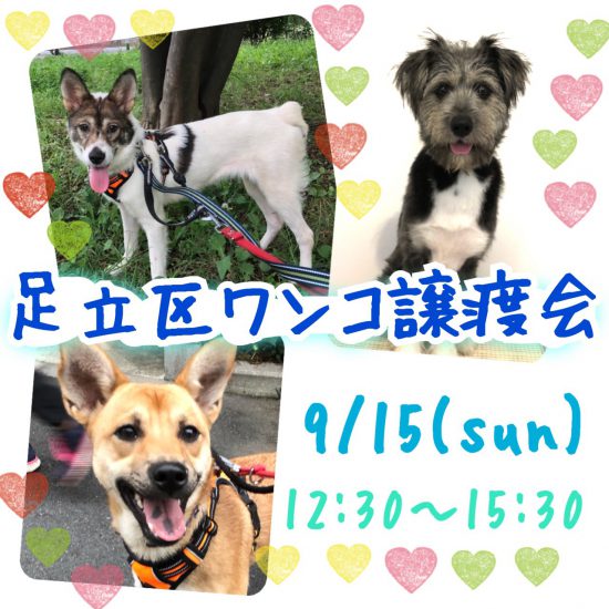 【譲渡会】9/15(日)「第10回 足立区ワンコ譲渡会」開催(東京) 2 17c225f11e60256b6e11a94151557ea2 e1568270726953