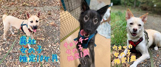 【譲渡会】10/27(日)「湘南台ファンタジア 里親会」に参加(湘南) 2 33c05a2fc95cf422834f953f48f8456d 1 e1571820699214