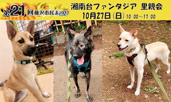 【譲渡会】10/27(日)「湘南台ファンタジア 里親会」に参加(湘南) 1 c22782fddfc6f39d1e0d22a0dc368409 e1571820579475