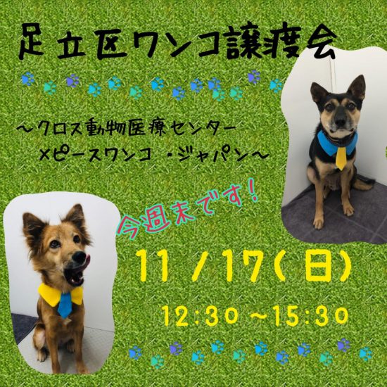 7ae73397e50ecab9b7733478b858c8a6 1 e1573711818228