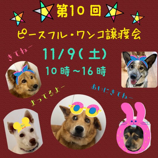 IMG 3356 e1573024737887