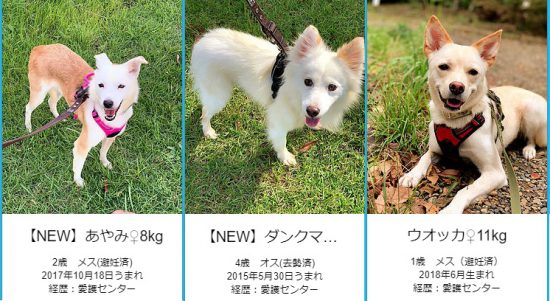 【譲渡会】11/9(土)「秦野戸川公園譲渡会」に参加(神奈川) 1 445430fd09b805acc4448aef5f68e51c e1573022508757