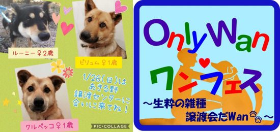 442582bceb6d35005740d4a93cb03ac2 e1579857086520