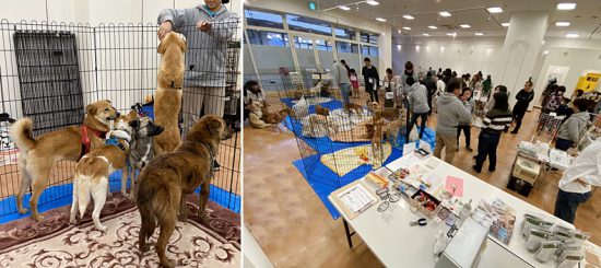 【ピースワンコの譲渡会】2/9(日)「第44回いぬねこ定期譲渡会」開催(広島) 1 26d9f612089b6b82c18076cfe745e188 e1579143245627