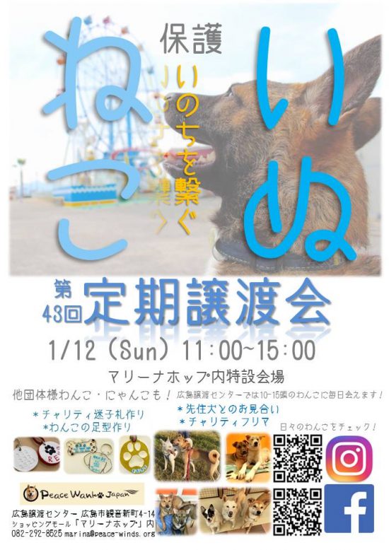 【譲渡会】1/12(日)「第43回いぬねこ定期譲渡会」開催(広島) 1 IMG 7317 e1578454764344