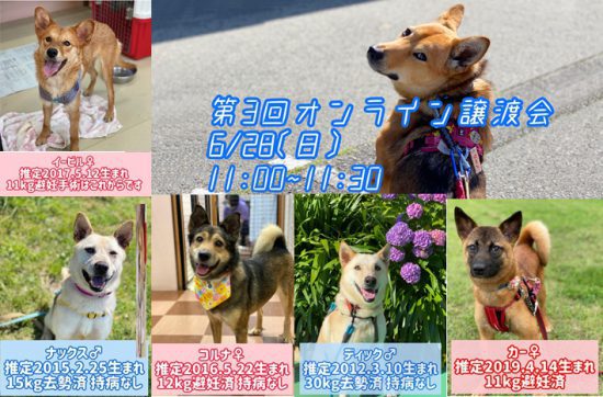【ピースワンコの譲渡会】6/28(日)広島譲渡センター「オンライン譲渡会」開催 1 9077ce94c1d281a55d02b1e24d45b1c9 e1592979374747
