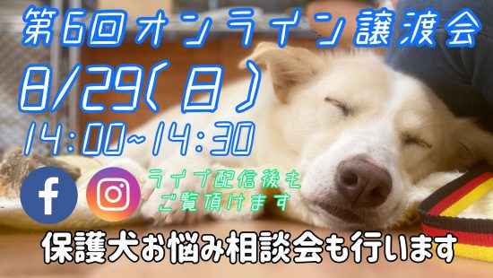 【ピースワンコの譲渡会】8/29(土)広島譲渡センター「オンライン譲渡会」開催 2 2 scaled e1598328081370