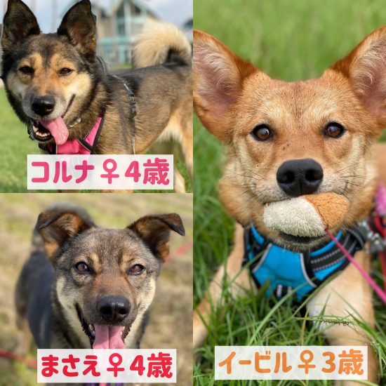 【ピースワンコの譲渡会】8/29(土)広島譲渡センター「オンライン譲渡会」開催 1 1 scaled e1598328043147