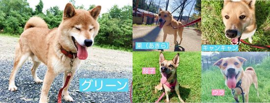 【ピースワンコの譲渡会】8/15(土)神石高原シェルター「スコラ・西山犬舎 オンライン譲渡会」開催 1 815 1 e1597121755753