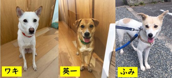 【ピースワンコの譲渡会】10/18(日)福山譲渡センター「オンライン譲渡会」開催 1 1018 e1602675729311