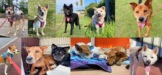 【ピースワンコの譲渡会】10/25(日)広島譲渡センター「いぬねこ譲渡会」開催 1 inu e1602059213170