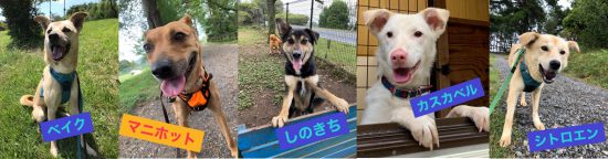 【ピースワンコの譲渡会】10/10(土)神石高原シェルター「仙養・検疫犬舎 オンライン譲渡会」開催 1 b3a3a30c86809f5ce5621989a3960cc2 e1601975383764