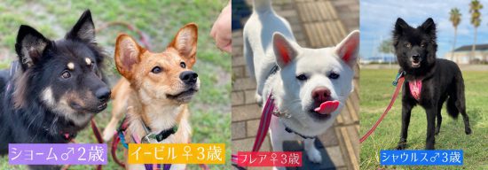 【ピースワンコの譲渡会】10/11(日)広島譲渡センター「オンライン譲渡会」開催 1 fd430d7ff14d1a0b4ae6a8f7fea68050 e1601867473955