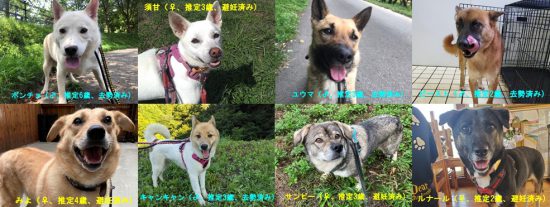 【ピースワンコの譲渡会】10/4(日)「犬と猫の譲渡会」に参加(東広島) 1 eb88c261f2a50e3b4a625dce383bb8c0 e1601630712504