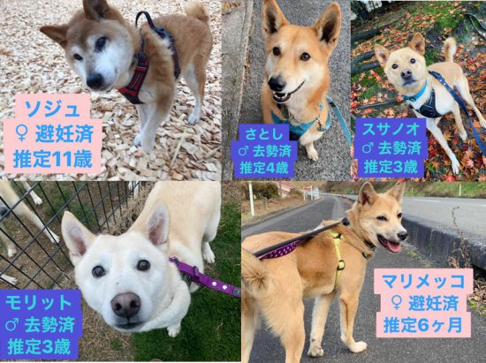【ピースワンコの譲渡会】12/27(日)神石高原・仙養&検疫シェルター「オンライン譲渡会」開催 1 1227 e1608860744767