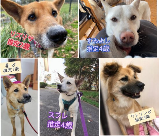 【ピースワンコの譲渡会】12/26(土)「おひさまマルシェ」譲渡会に参加(岡山県倉敷市) 1 e1967b1dbb51507c4077030e2e00108e e1608188178661