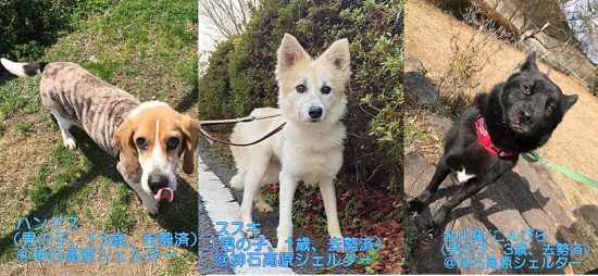 【ピースワンコの譲渡会】12/13(日)タカノス交流広場で「譲渡会」開催(広島県) 1 1a627268acd0d07e337c5ec02971e591 e1607660359507