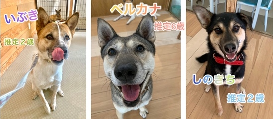 【ピースワンコの譲渡会】12/13(日)福山譲渡センター「オンライン譲渡会」開催 1 573e18c0c4132fc3822aaf0171f0c3db