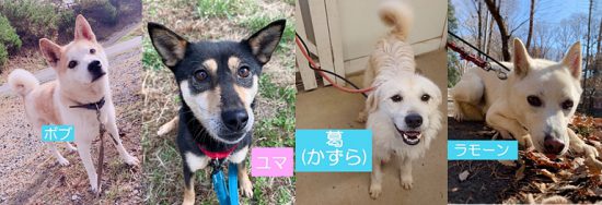 【ピースワンコの譲渡会】12/10(木)神石高原・スコラシェルター「オンライン譲渡会」開催 1 1210 0 e1607493752543