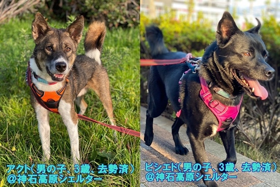 【ピースワンコの譲渡会】12/13(日)タカノス交流広場で「譲渡会」開催(広島県) 2 1213 1