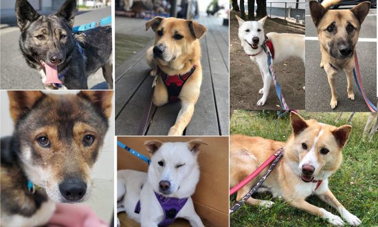 【ピースワンコの譲渡会】12/6(日)北房コスモスドームで「保護犬の譲渡会」開催(岡山県) 1 569e8aabbda0c36bfcf303c09b846059 e1606901632870