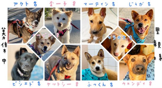 【ピースワンコの譲渡会】12/5(土)広島譲渡センター「オンライン譲渡会」開催 1 1805bca8c7401f6bd2cabbad083517e4 e1606890623794