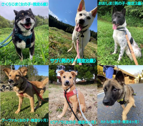 【ピースワンコの譲渡会】12/6(日)「保護犬猫譲渡会」に参加(広島県三原市) 1 ead8710b44ca57fd29c8407d2efa804d e1606878458951