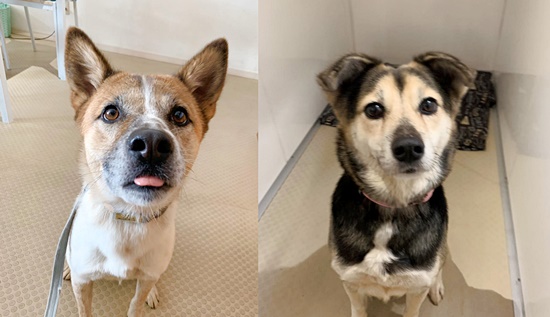 【ピースワンコの譲渡会】1/17(日)福山譲渡センター「犬・猫の譲渡会」に参加 1 0f72da15c0e47ef9874756e45e2052da